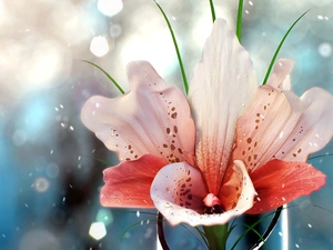 Flower, drops, water, Lily