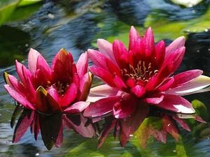 water, Red, lilies
