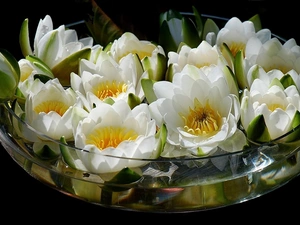 lilies, vase, water, water
