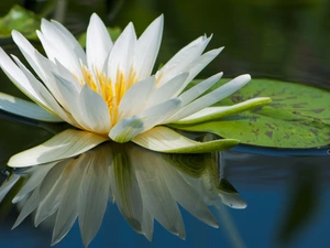 water, Beauty, Lily