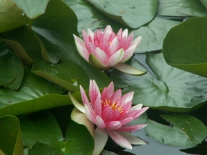 Water lilies, Nenufary