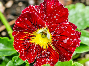Red, drops, water, pansy