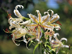 tiger Lilies, Colourfull Flowers, White