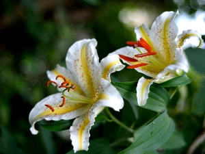 Flowers, tiger Lilies, White