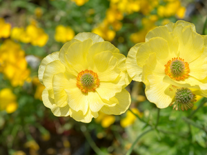 Yellow, Flowers, Anemones