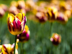 color, purple, Yellow, Tulips