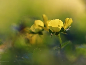 Colourfull Flowers, buttercup, Yellow