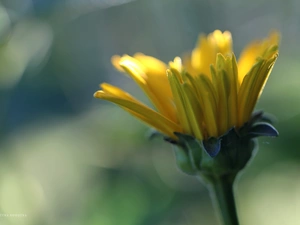 Colourfull Flowers, Marigold, Yellow