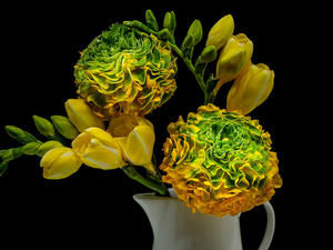 Yellow and Green, Yellow, Freesias, Flowers