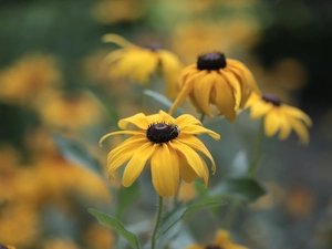 Rudbekie, Flowers, Insect, Yellow