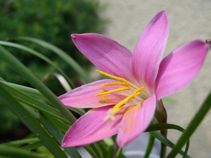 Colourfull Flowers, Zephyranthes rosea