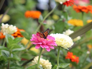 monarch, Monarch Butterfly, Zinnias, butterfly, Flowers