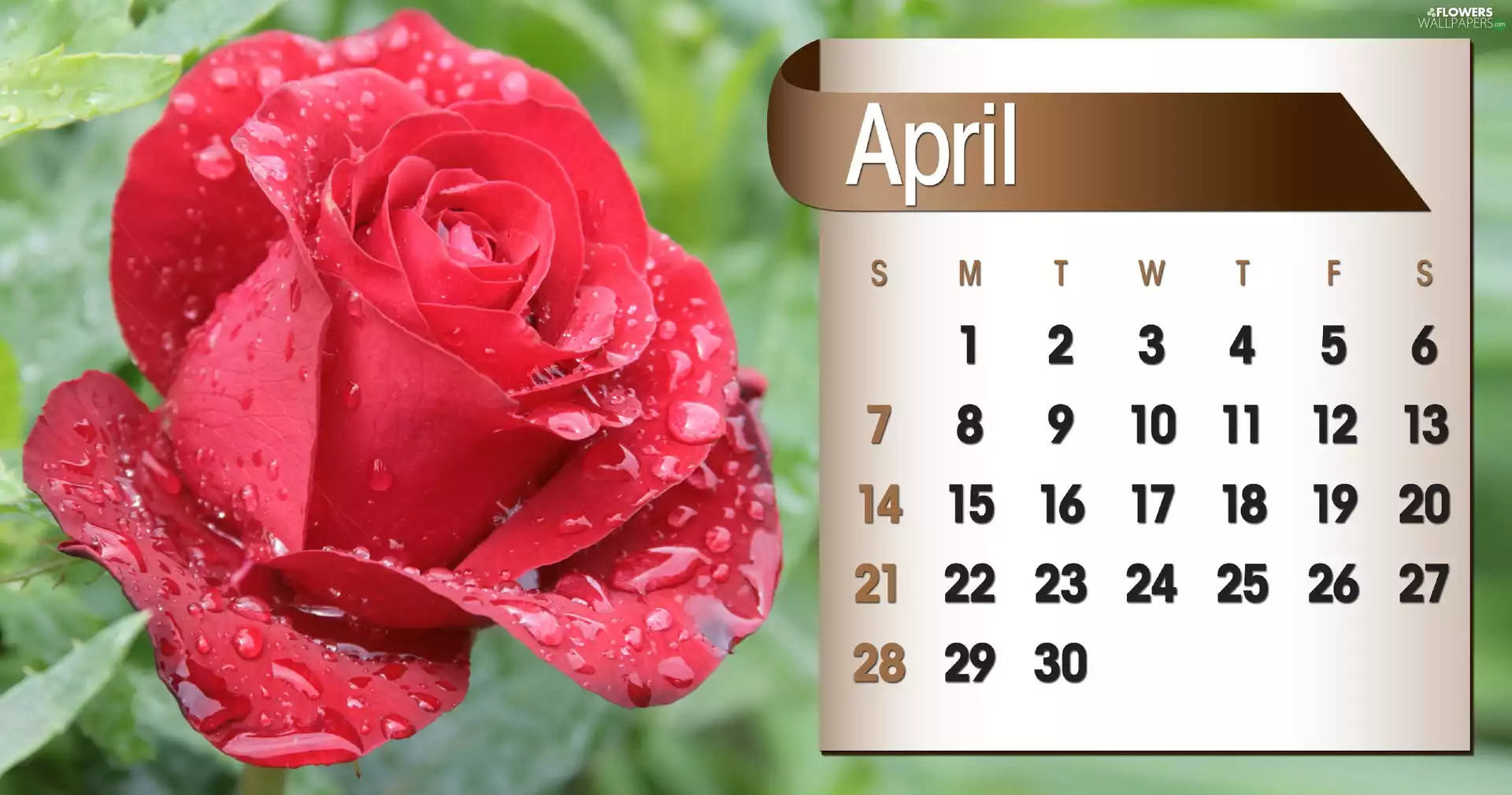 Calendar, april, 2013, rose