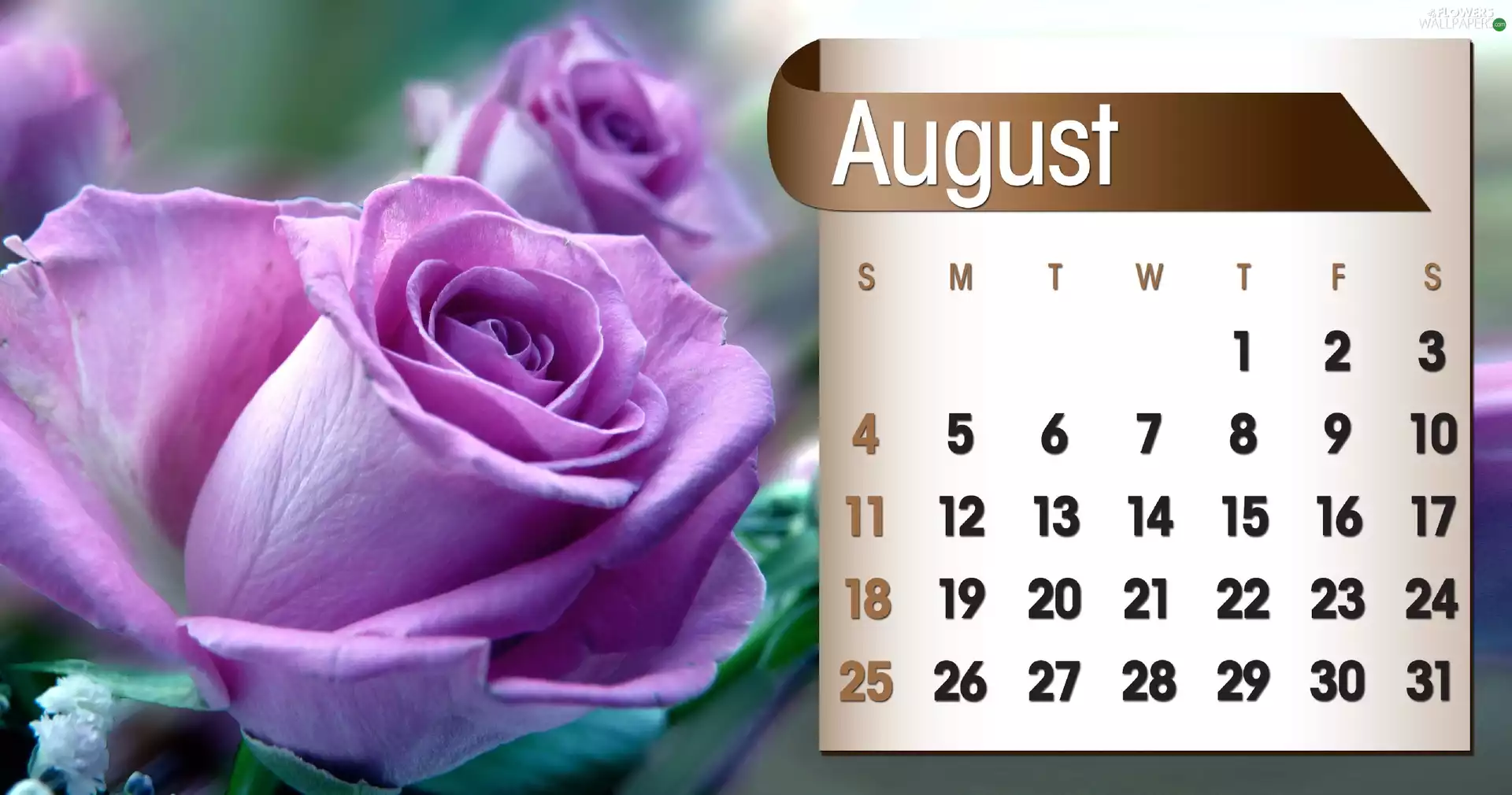 Calendar, august, 2013, rose