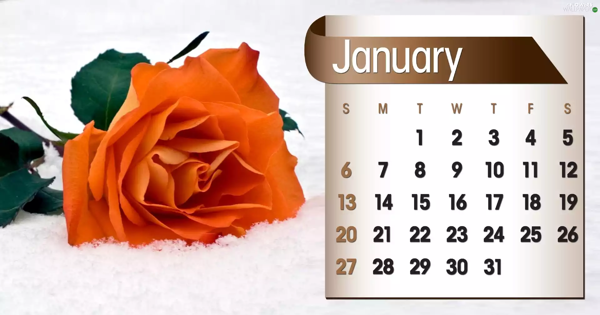 Calendar, january, 2013, rose