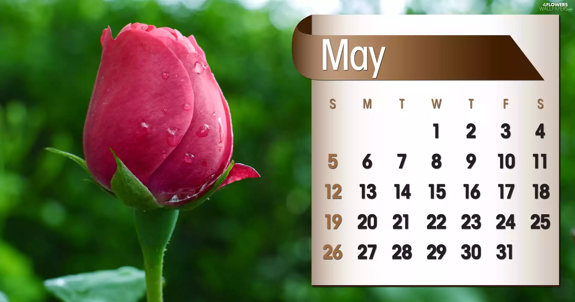 Calendar, may, 2013, rose