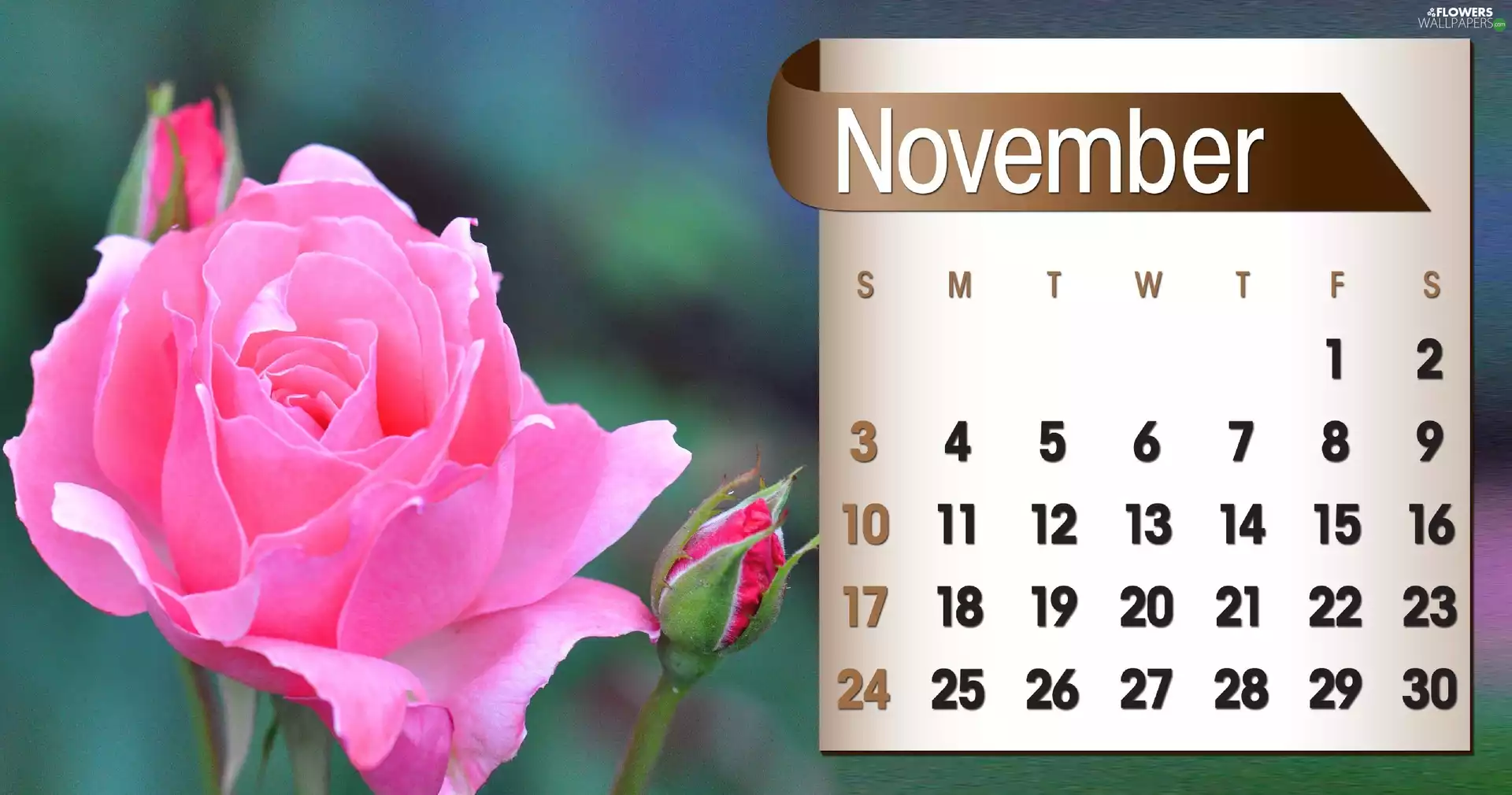Calendar, november, 2013, rose