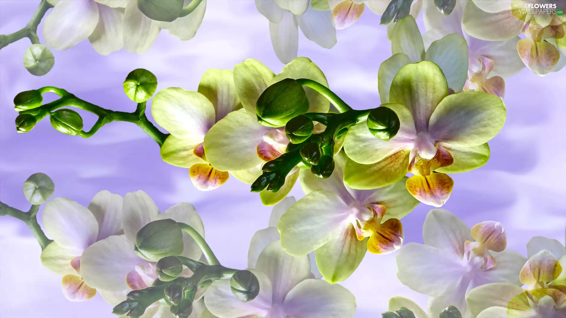 2D, Flowers, orchids