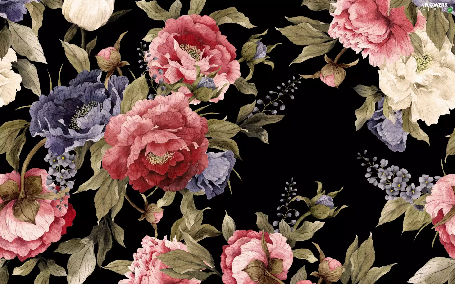 background, 2D, Peonies, Black, Flowers