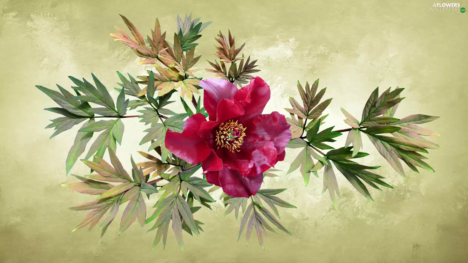 Colourfull Flowers, Leaf, 2D Graphics, peony