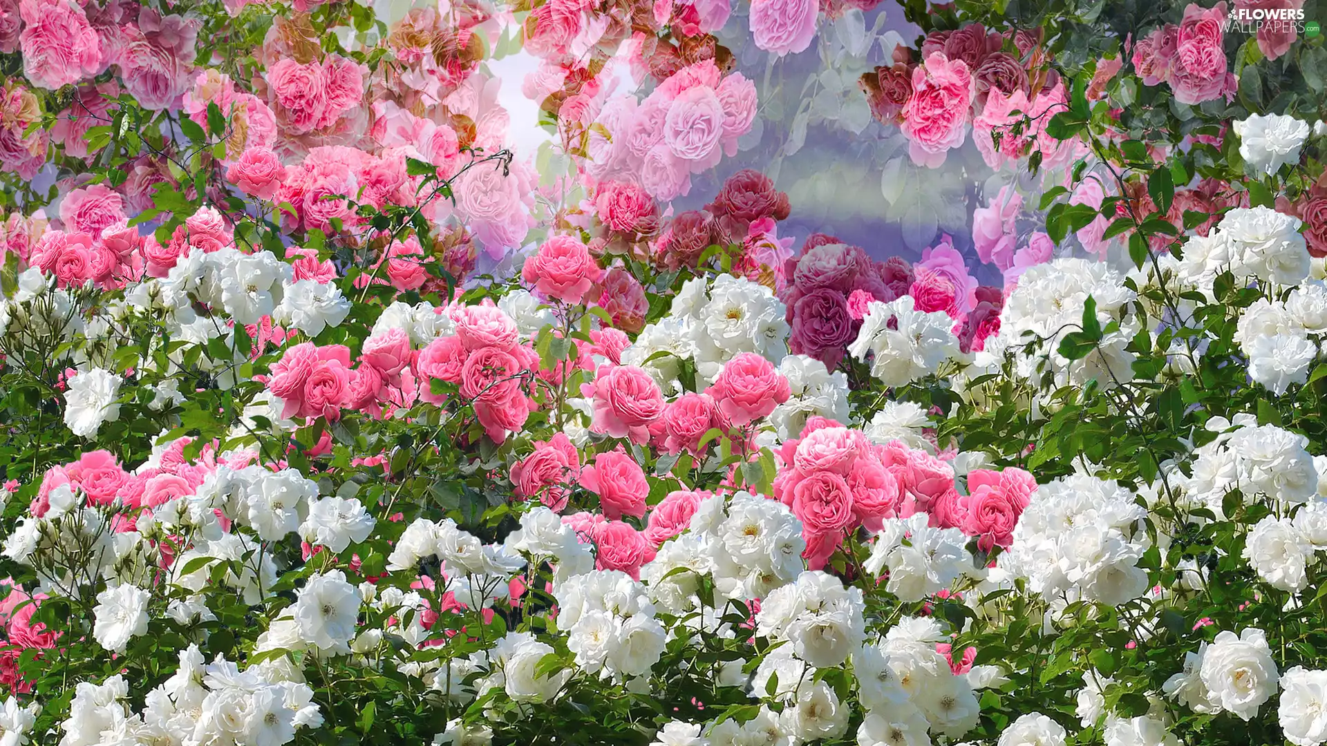 roses, 2D, White, Pink, Flowers
