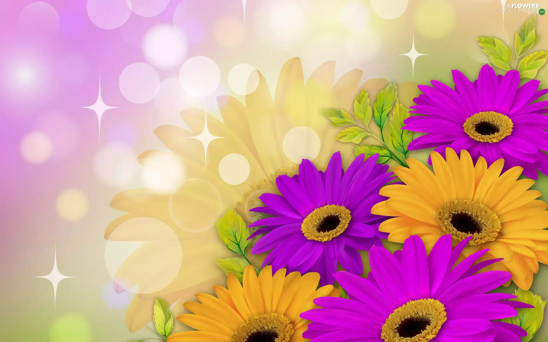 gerberas, 2D, Yellow, purple, Flowers