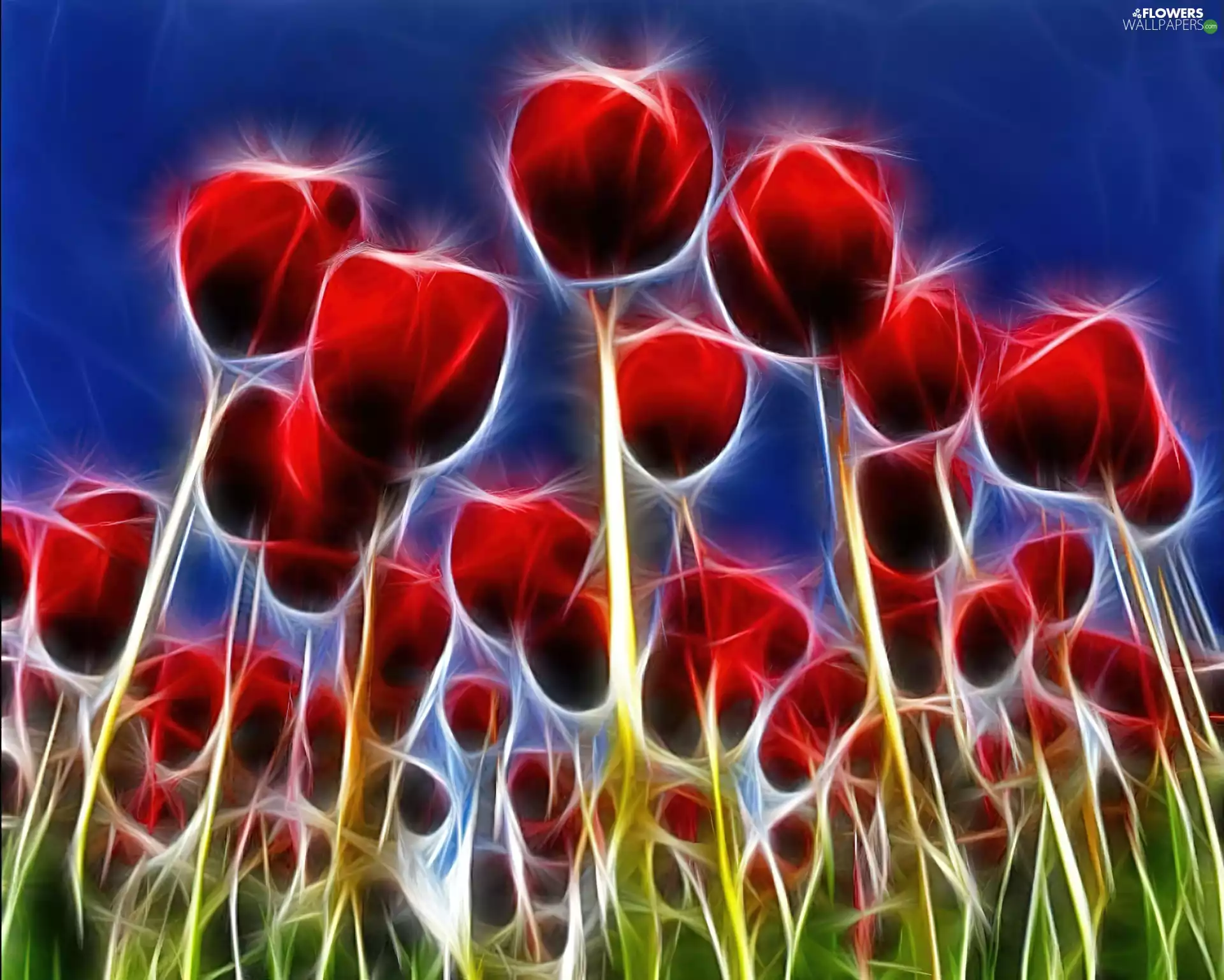 3D, Red, Tulips