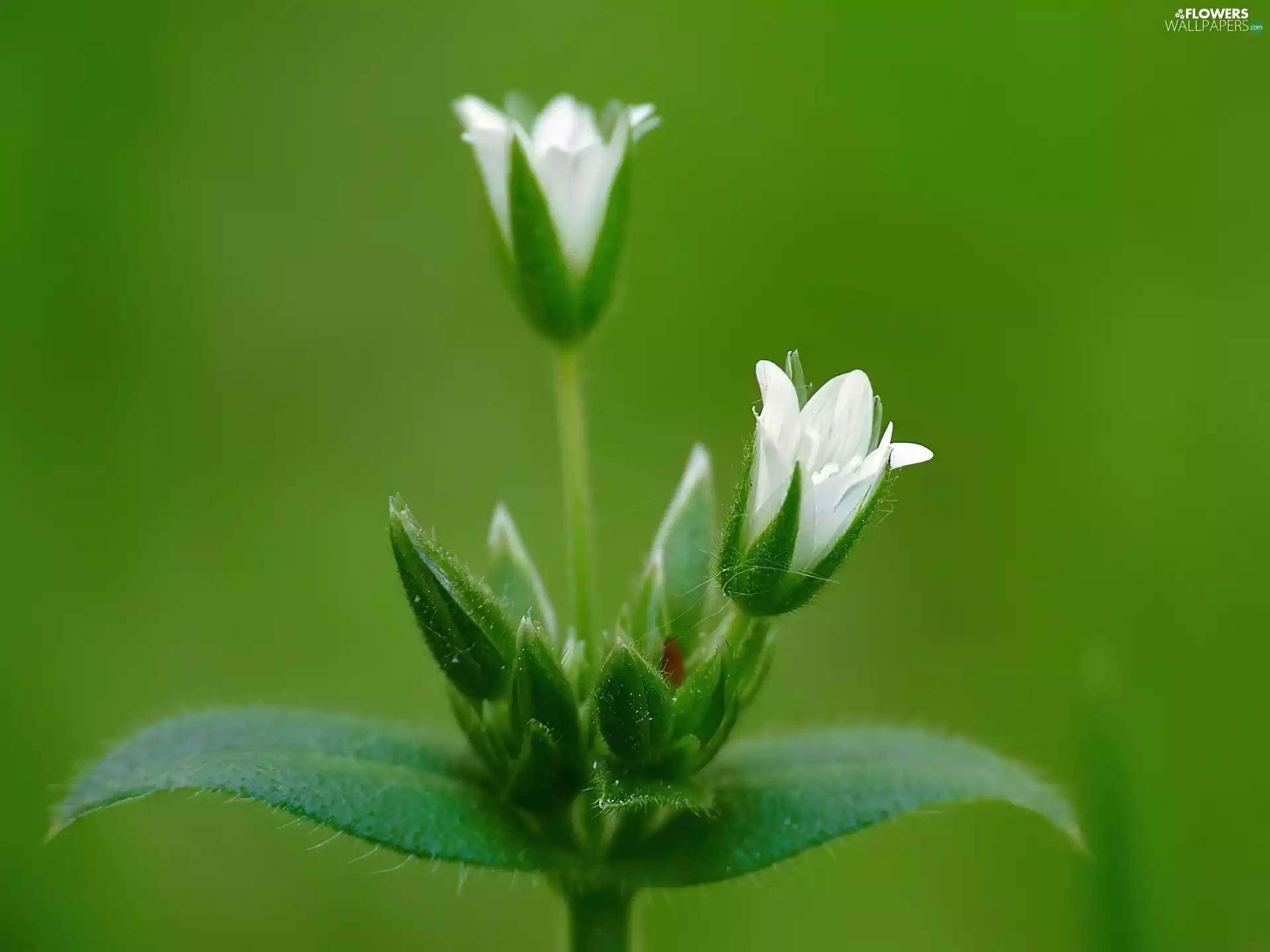 flowers, A common Cerastium, White
