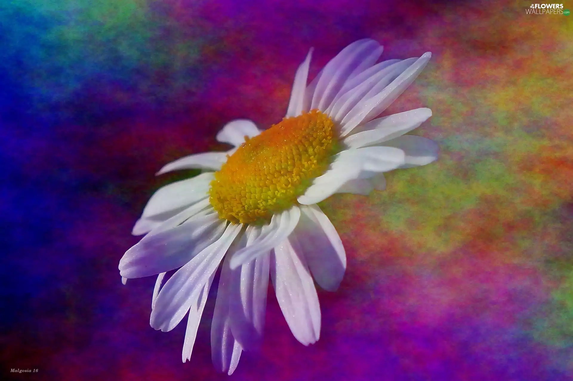 Colourfull Flowers, Coloured, abstraction, Daisy