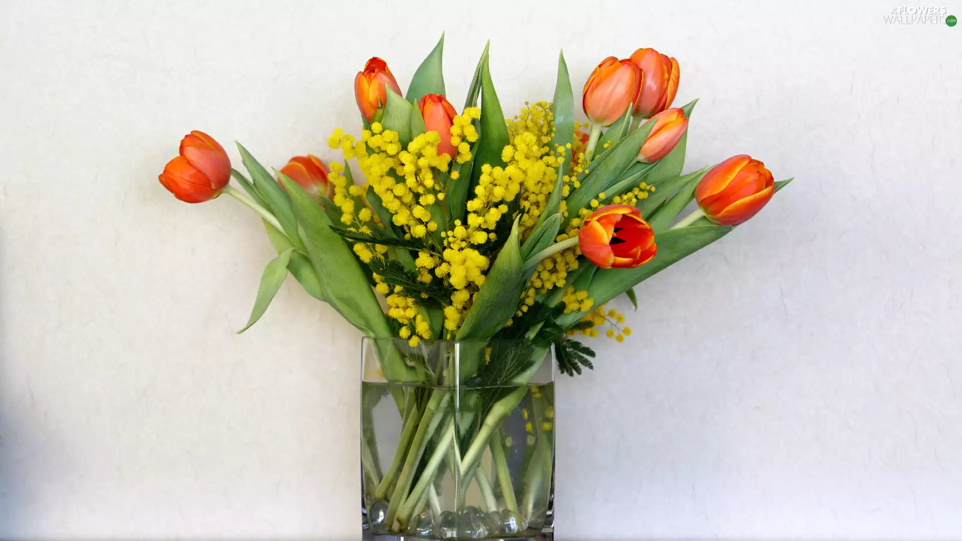 Flowers, Acacia Dealbata, bouquet, Tulips