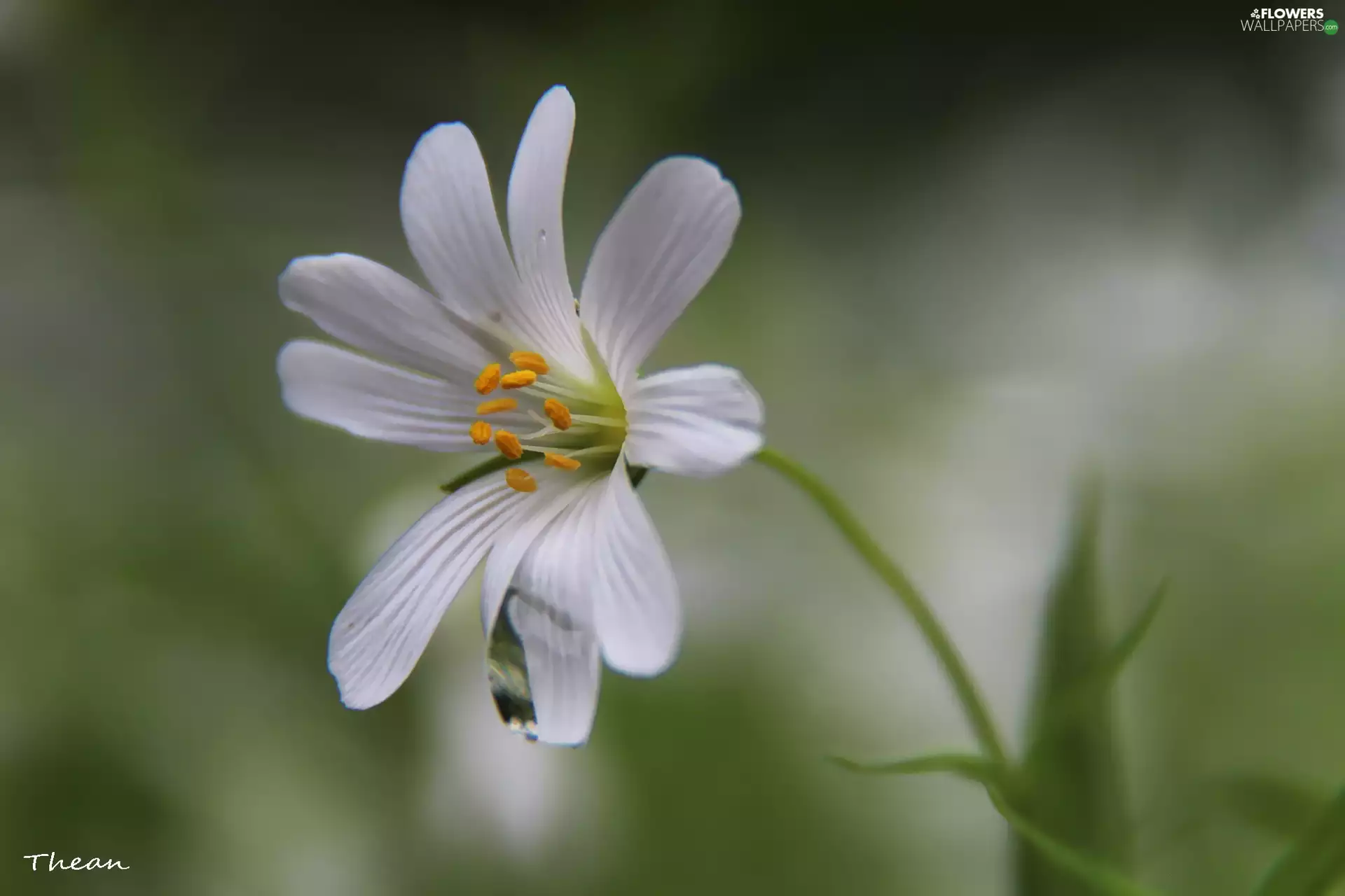 Colourfull Flowers, Cerastium Access field, White