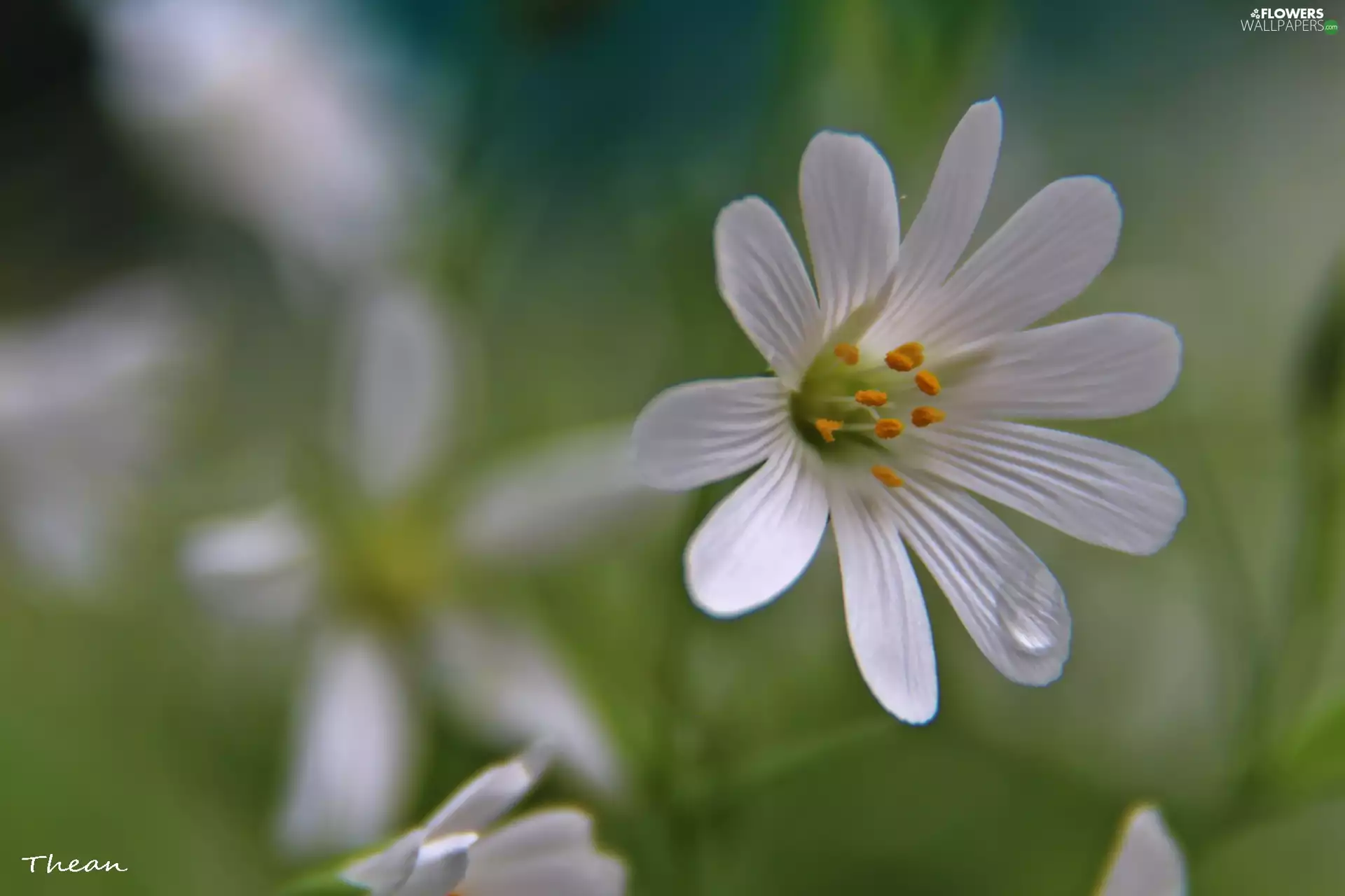 Colourfull Flowers, Cerastium Access field, White