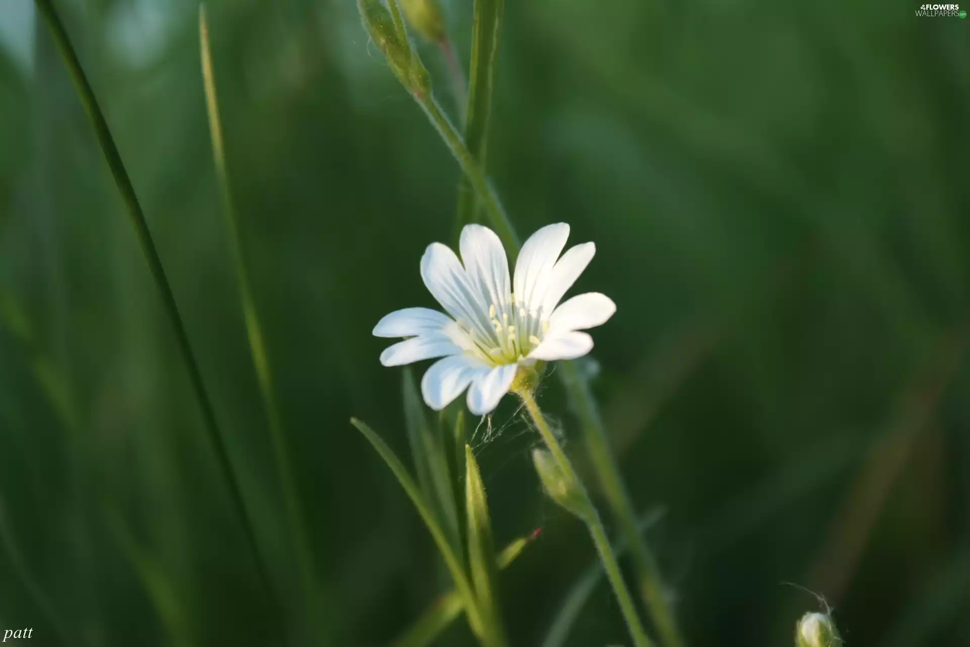 small, Flower, Cerastium Access field, White