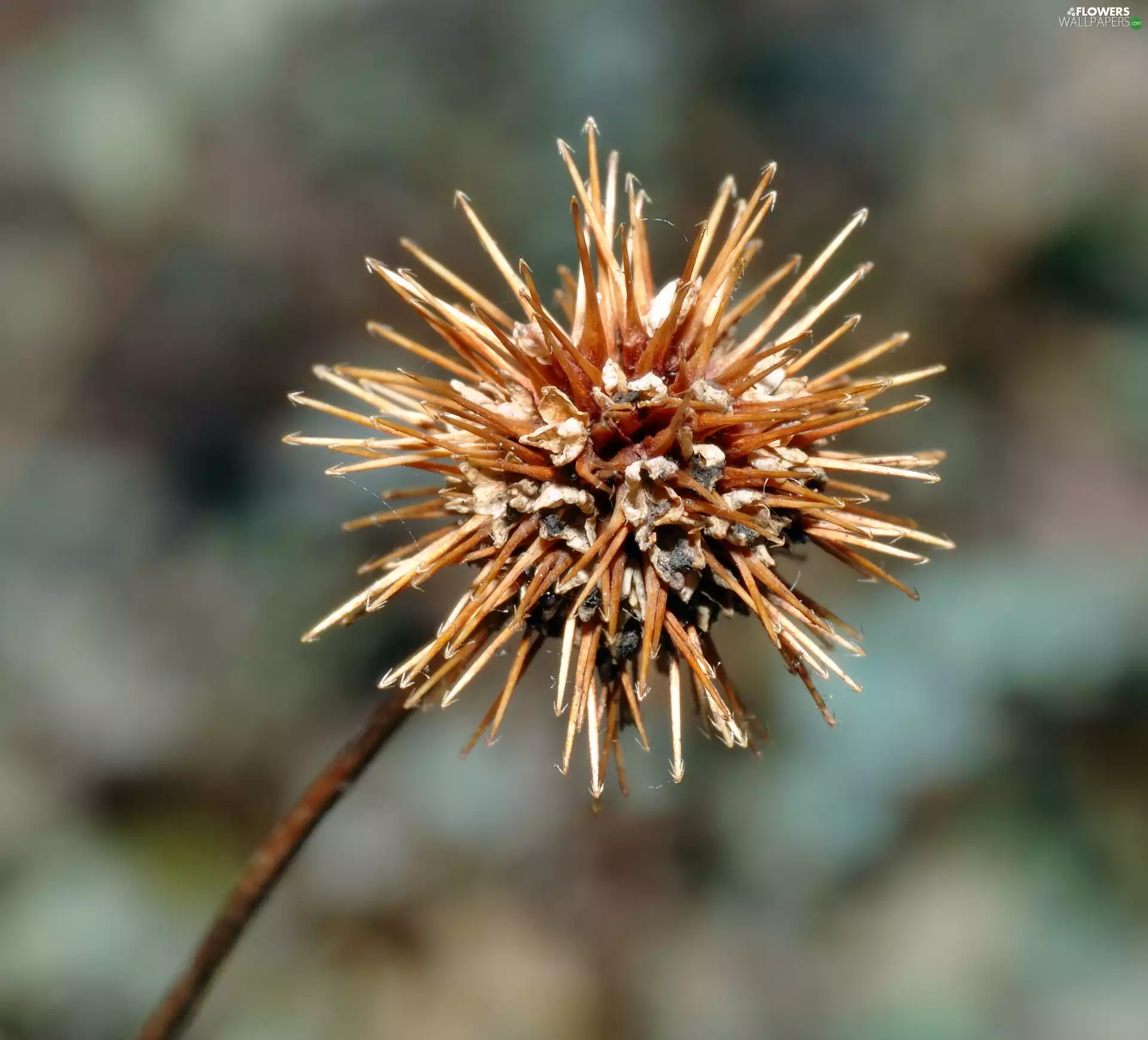Acena Buchanana