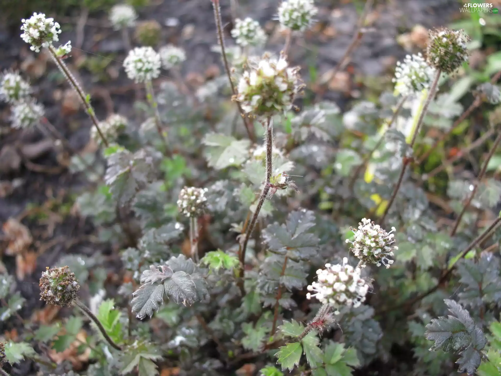 Acena Drobnolistna