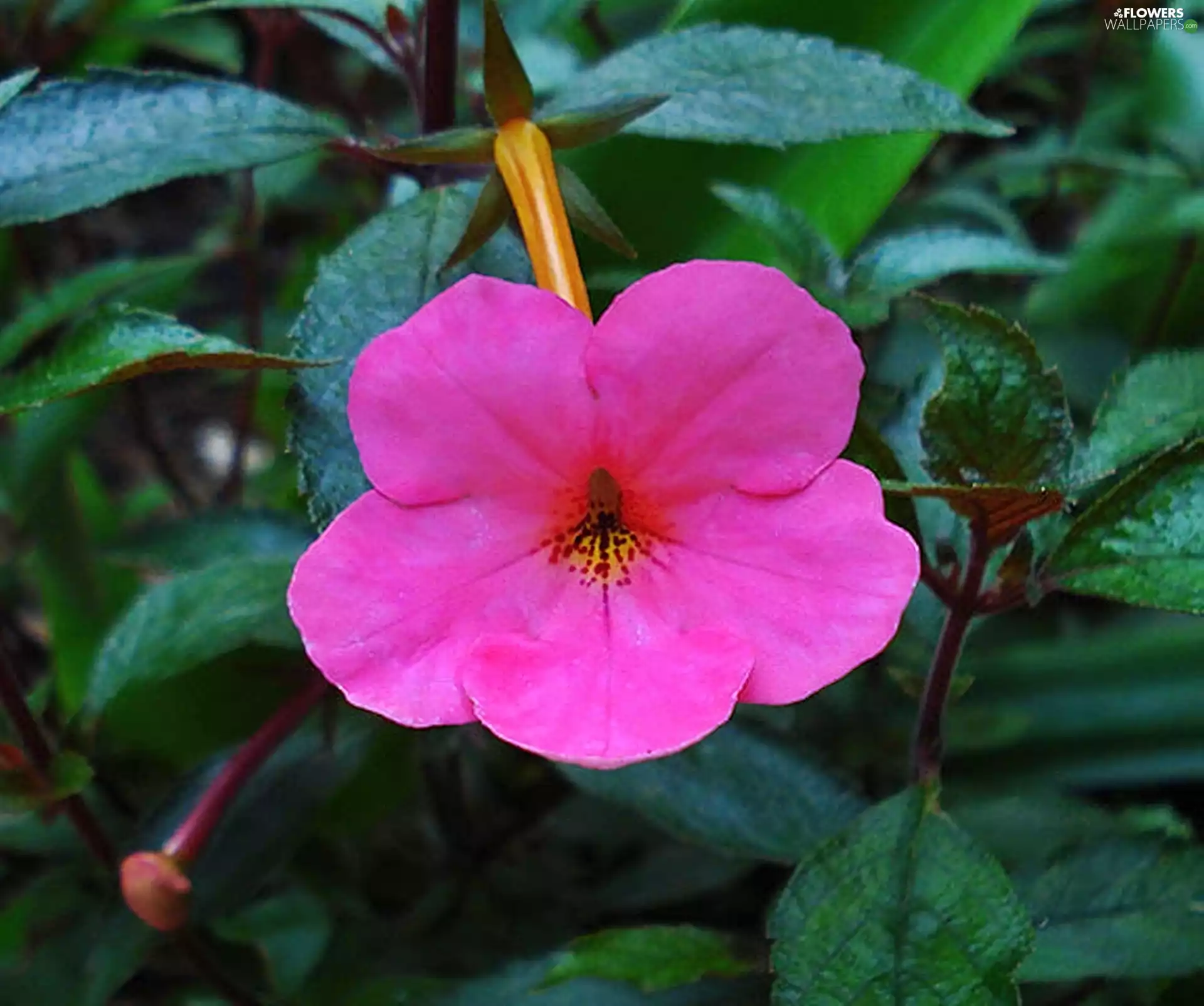 Achimenes, Colourfull Flowers