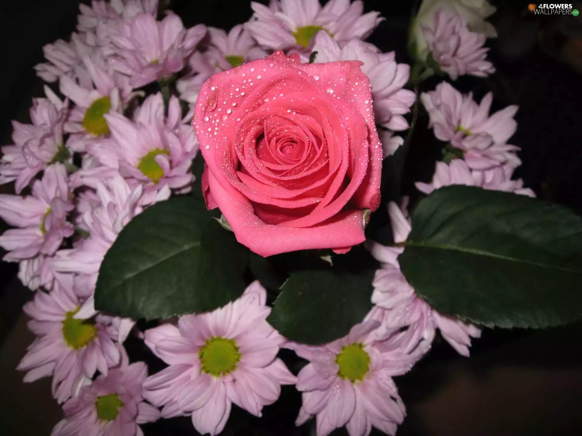 adoption, Lonely, rose