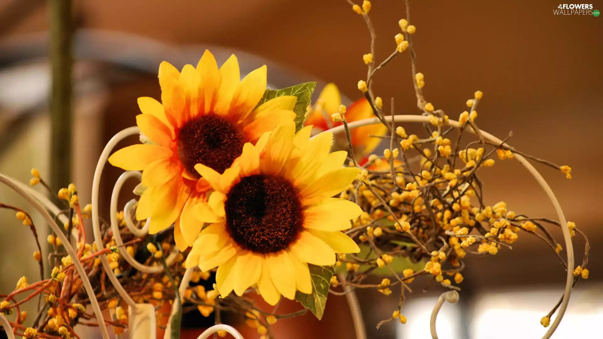 sunflowers, adoption