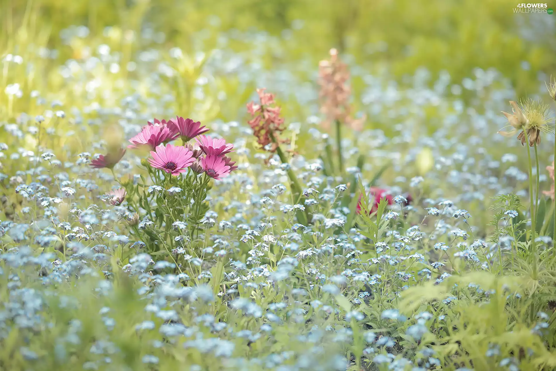Pink, African Daisies, Forget, Flowers