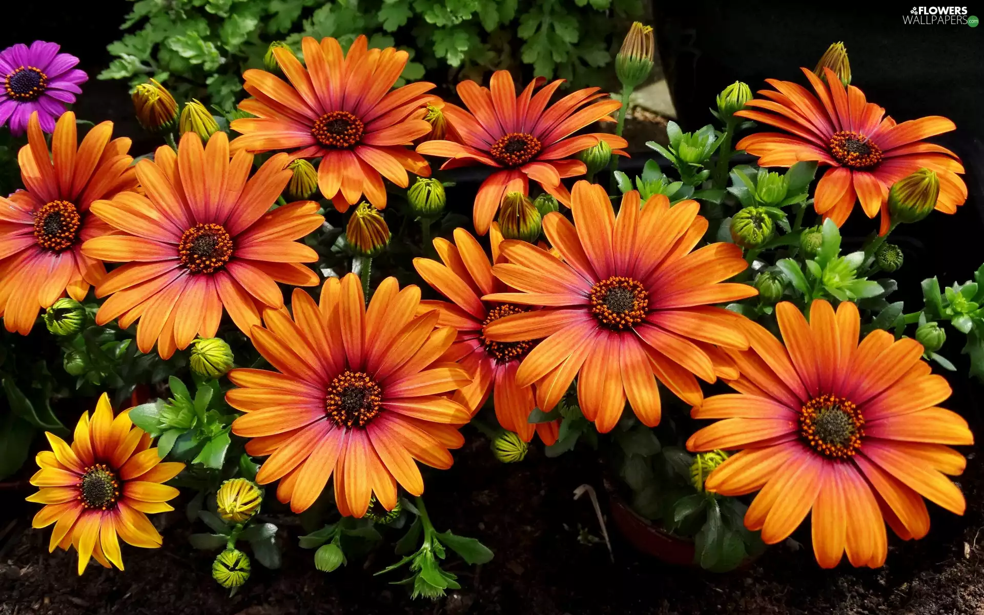 Flowers, African Daisies, Buds, Orange