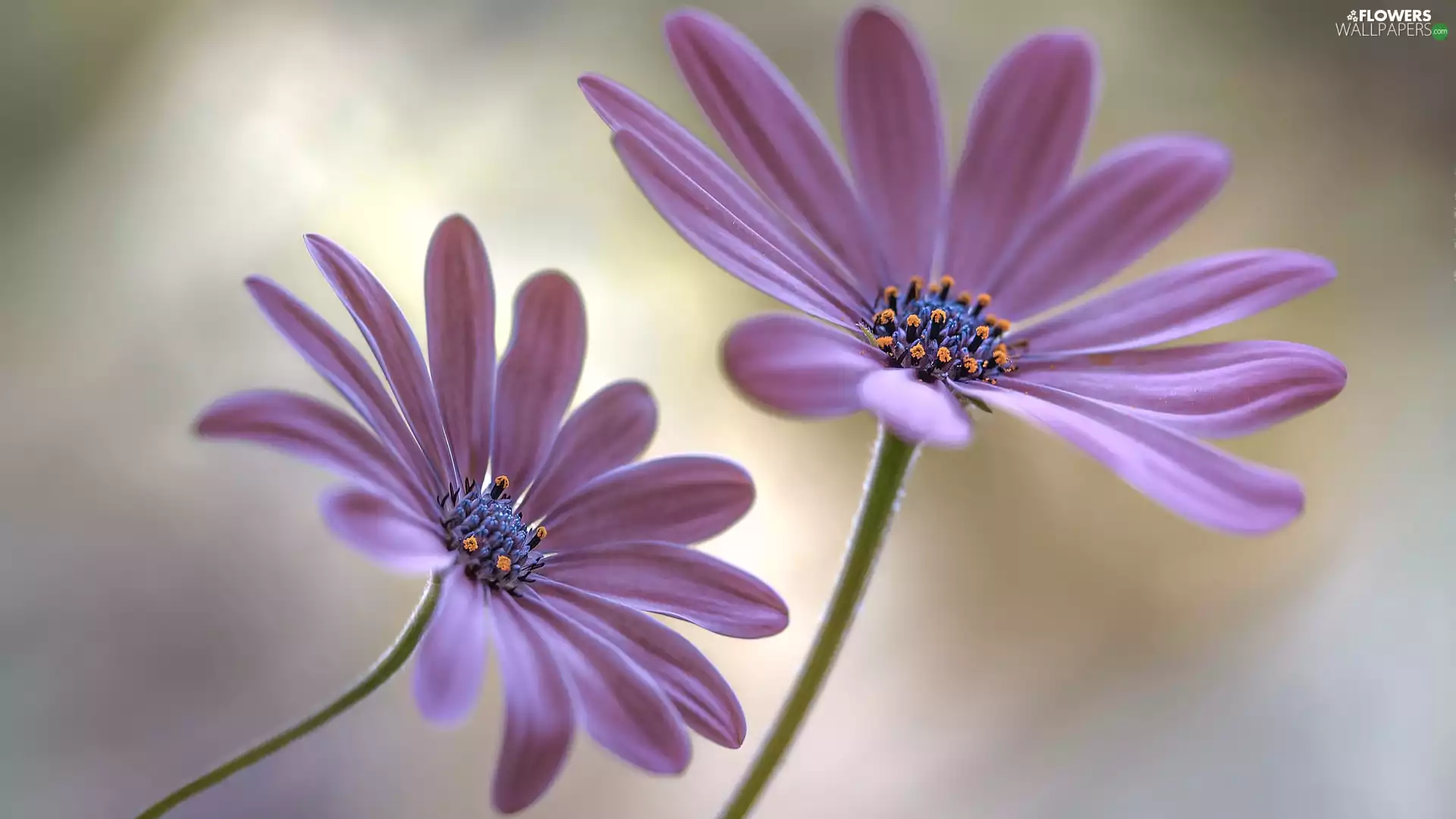 African Daisies