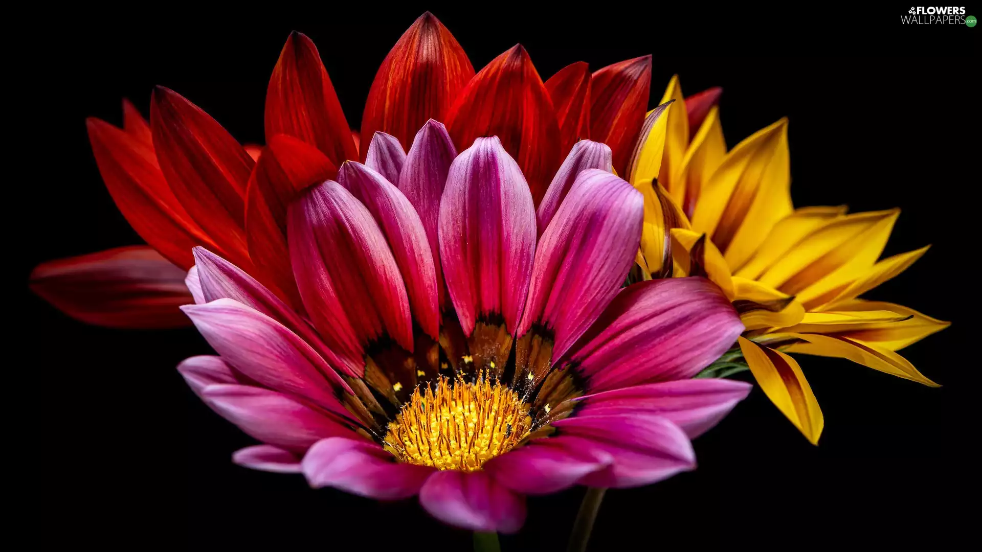 Black, background, color, African Daisies, Flowers