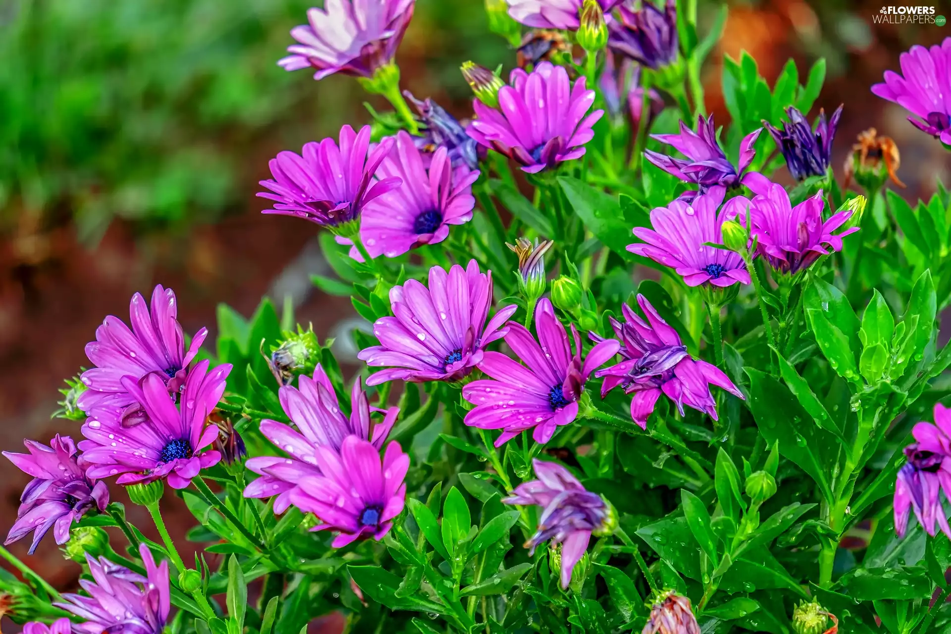 dark pink, Osteospermum, African Daisy, Flowers