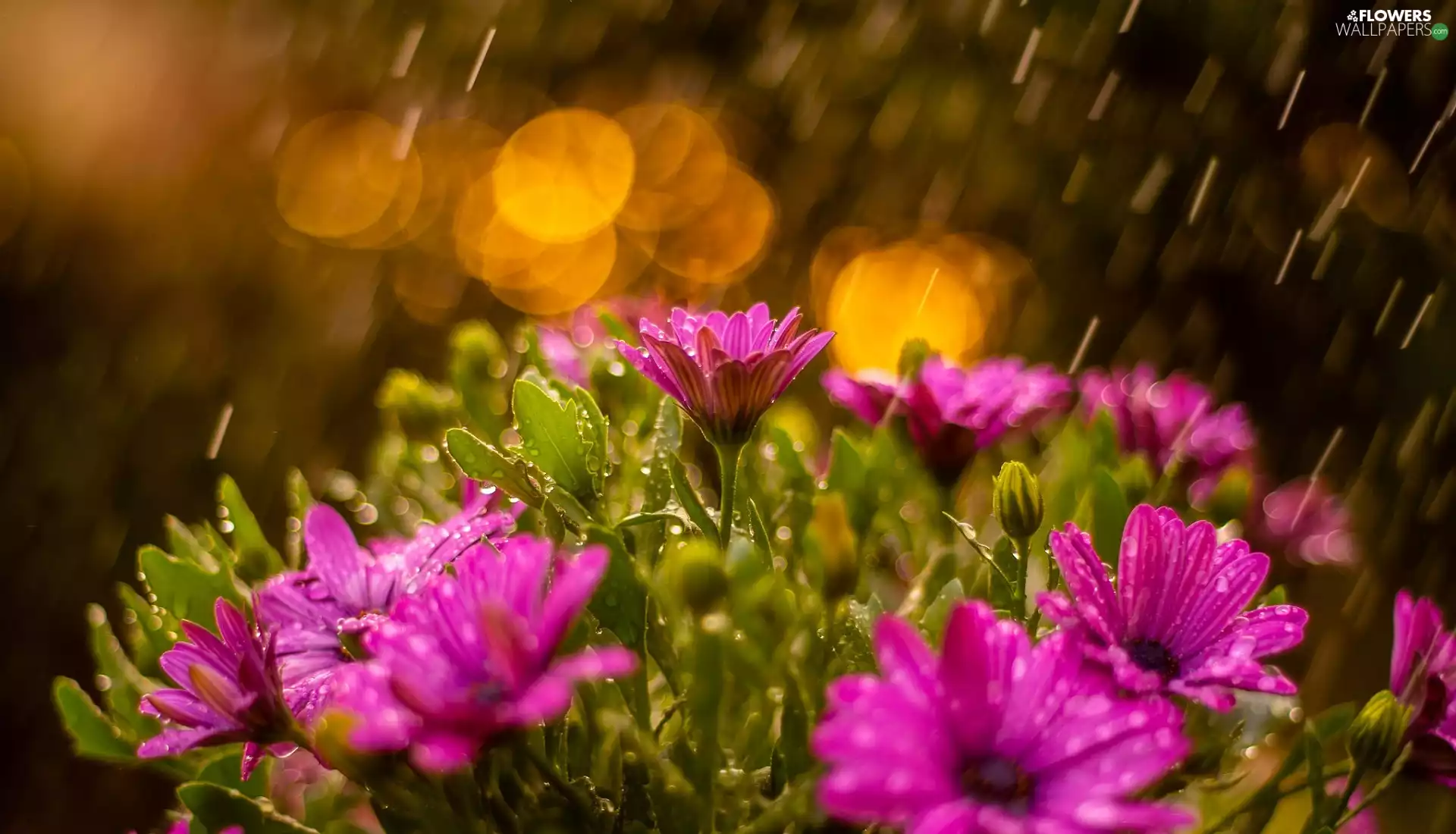 drops, Rain, Pink, African Daisies, Flowers
