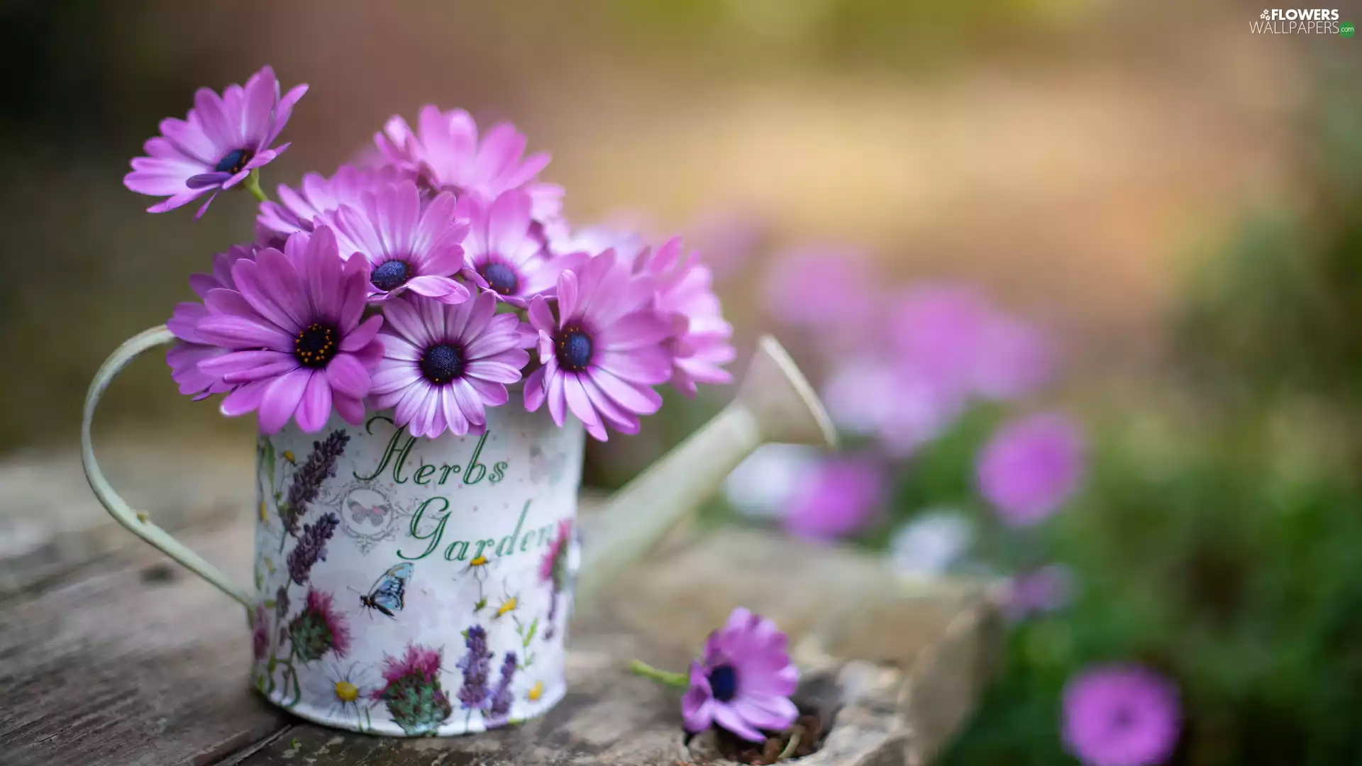 watering can, Flowers, African Daisies, Pink