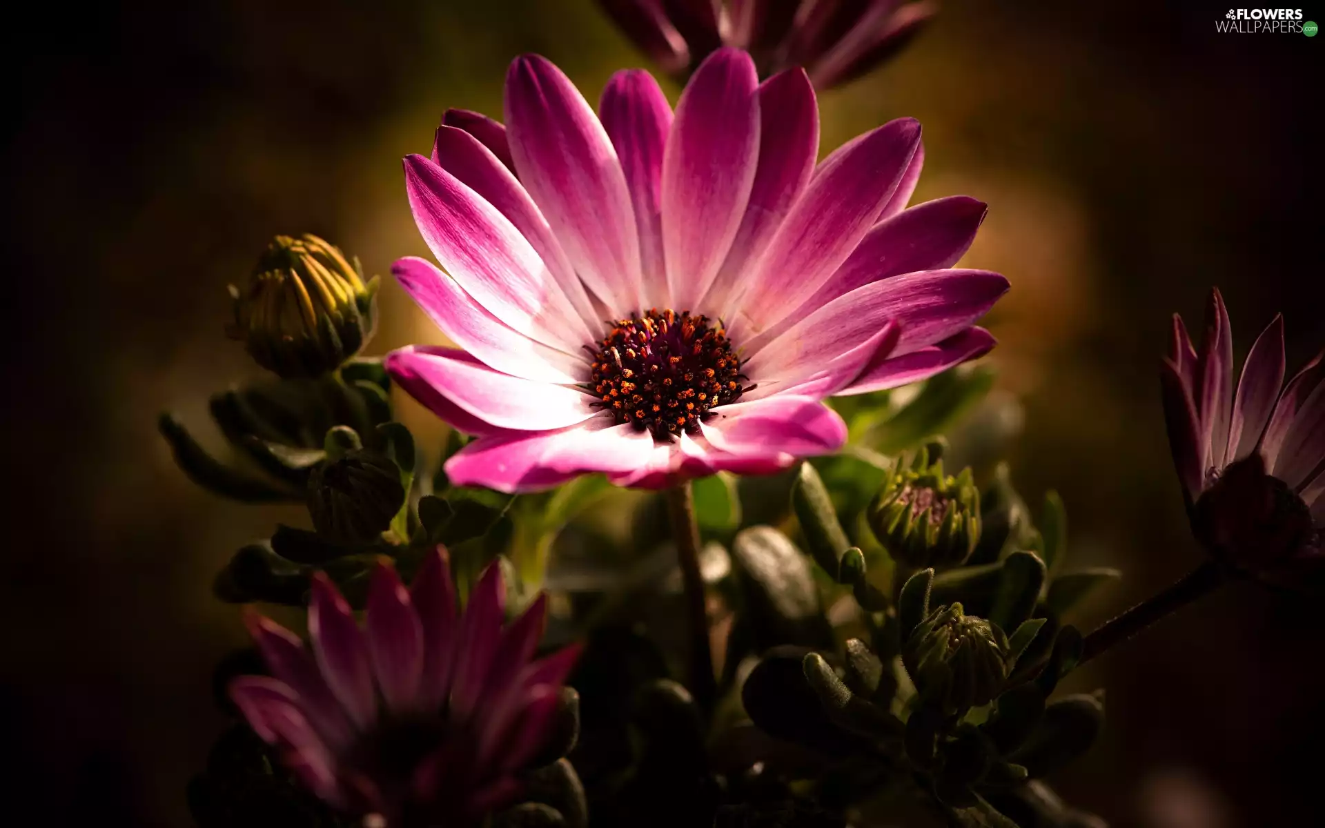 Buds, rapprochement, Pink, African Daisy, Colourfull Flowers