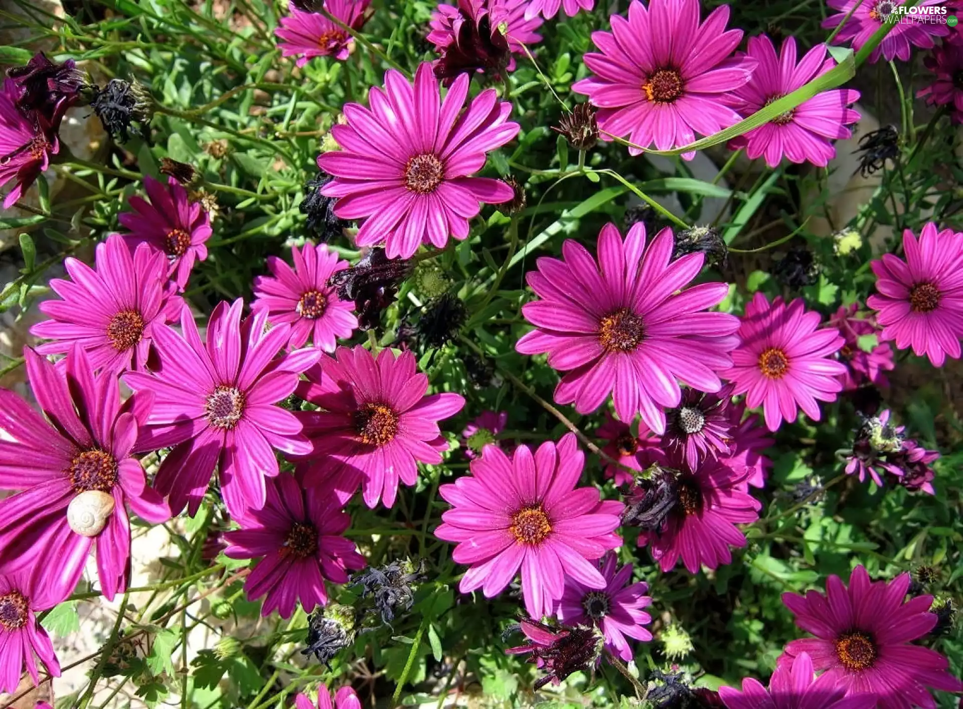 purple, daisy, African, Flowers