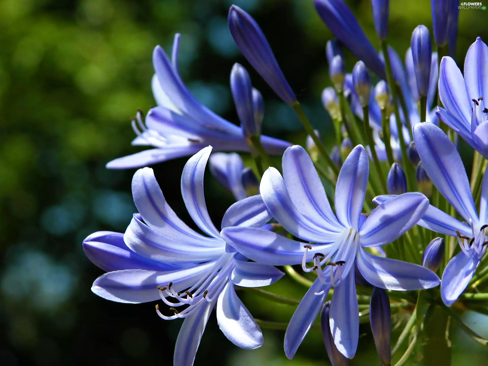Agapanthus, blue