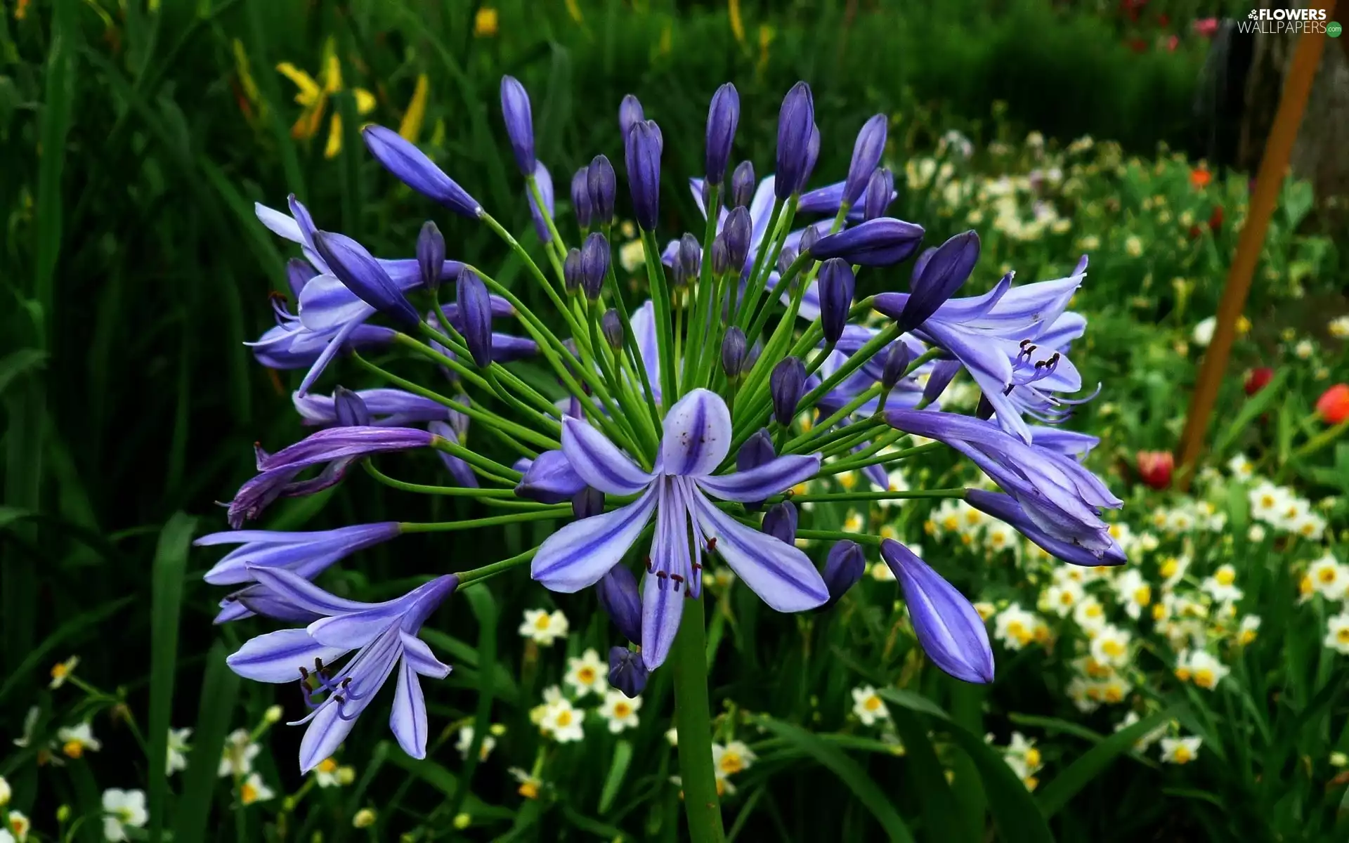Agapanthus, African Lily