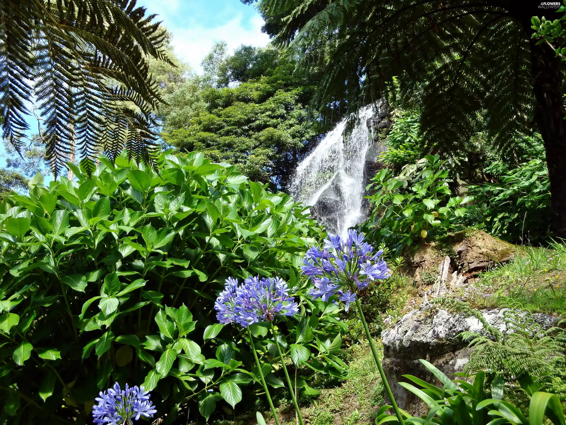 flourishing, agapanthus, waterfall, rocks, forest